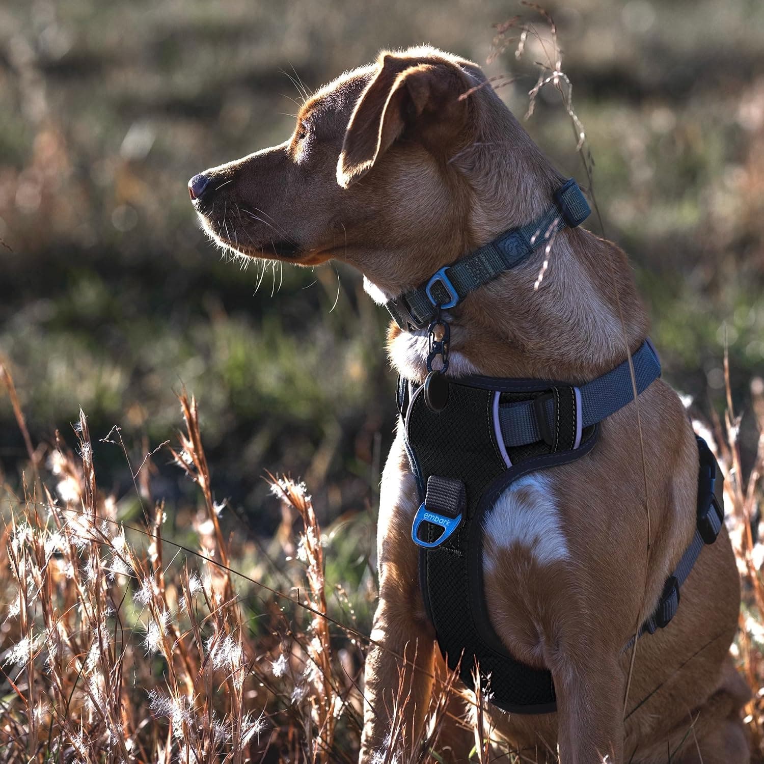 Give Your Dog Safer, More Comfortable Walks with the Embark No-Pull Harness